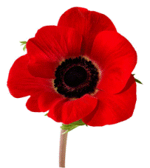 war poppy2