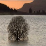 Flooded Tree